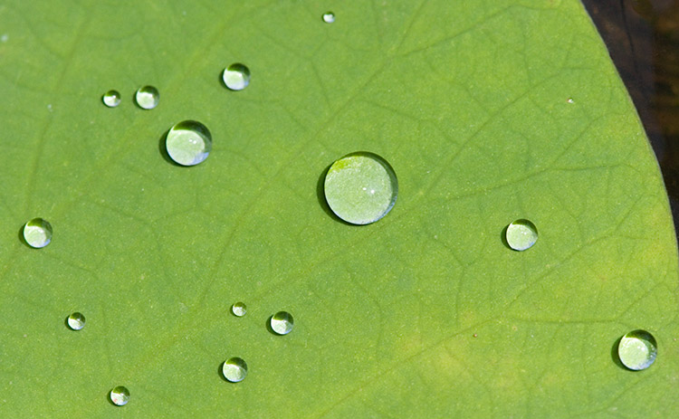 American Lotus Water Drops 6201