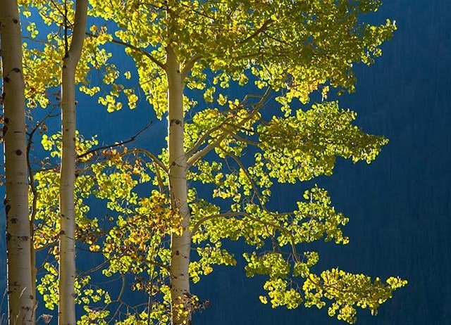 Blue Aspens 09171